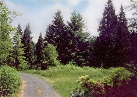 Meadow that eventually became the garden