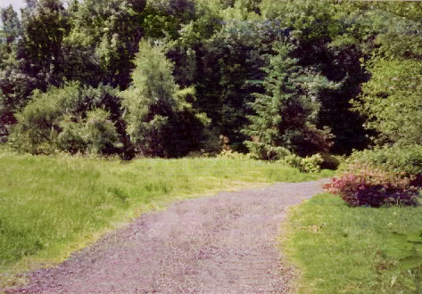 Meadow that eventually became the garden, facing south