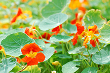 nasturtiums