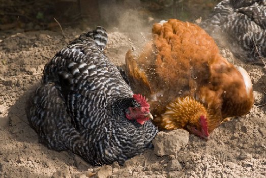 Chickens, dusting themselves