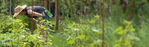 Farmer in wide-brimmed hat, picking from the garden