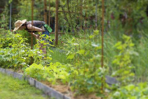 Farmer in straw hat picking from the garden