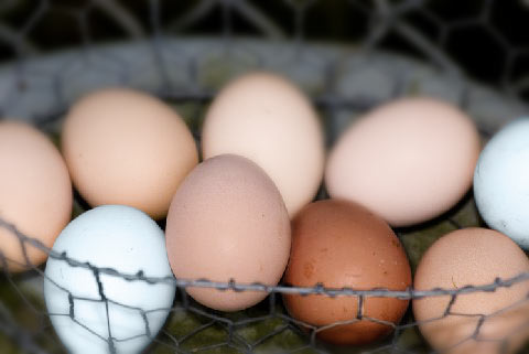basket of multi-colored eggs