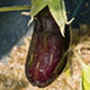 eggplant