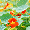 nasturtiums