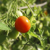 tomato on the vine