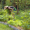 farmer in garden